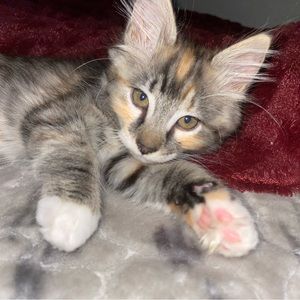 Meet your Posher, Lil_jay